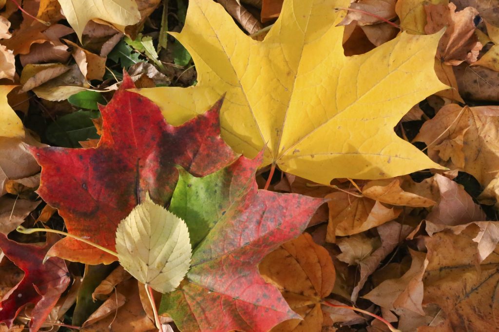 Leuchtend bunte Herbstblätter liegen auf dem Boden
